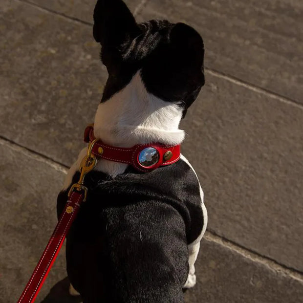 Betcollar™ – The Smart AirTag Collar for Dogs