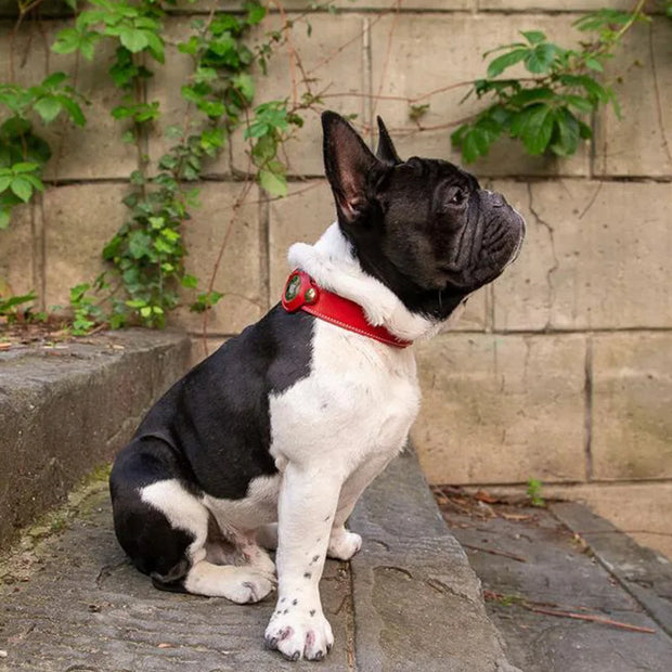 Betcollar™ – The Smart AirTag Collar for Dogs